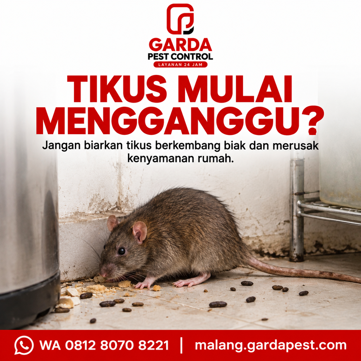Jasa Pembasmi Tikus di Malang Bisa Pengerjaan Malam